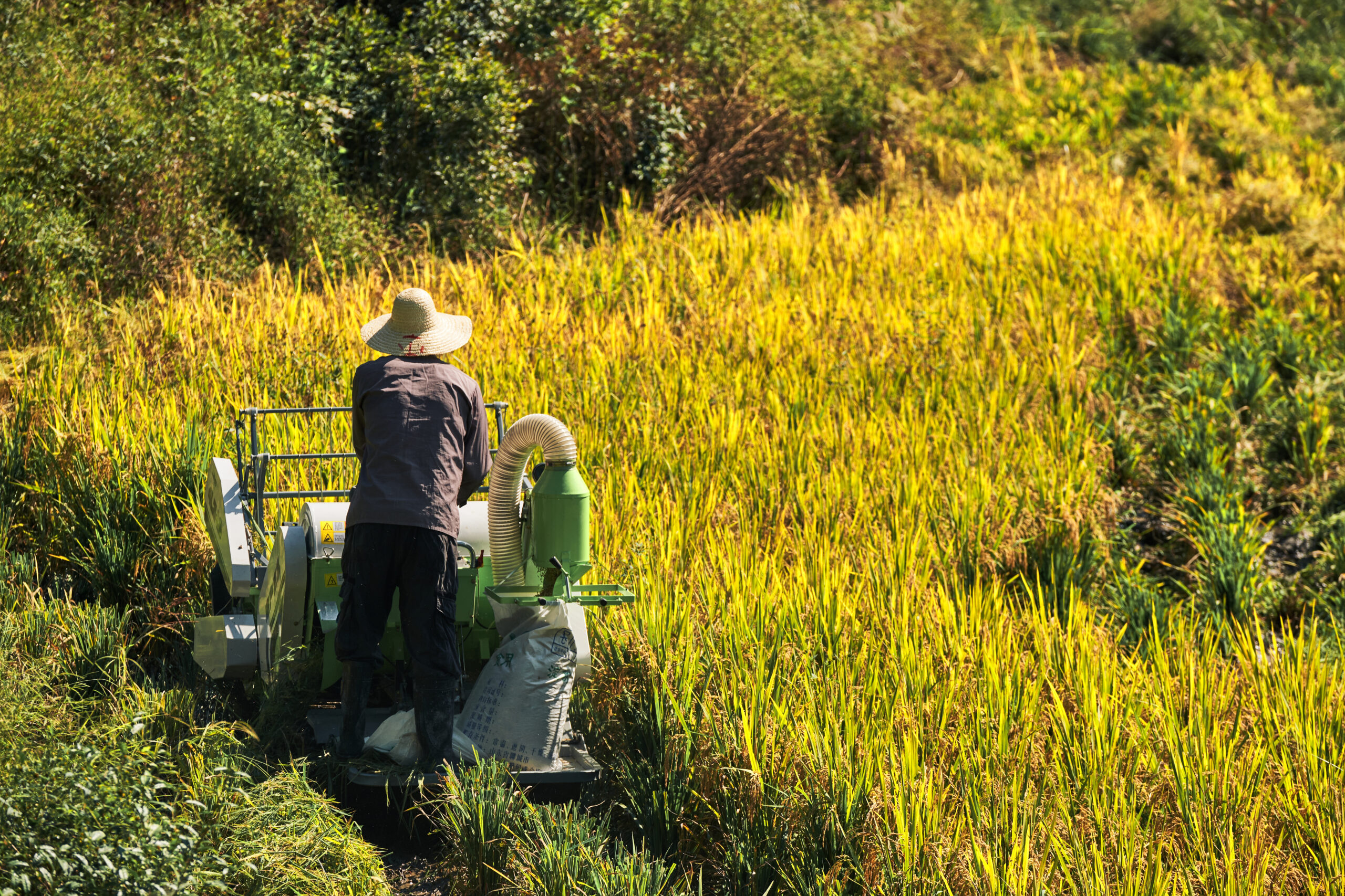 Nhập khẩu lúa mì